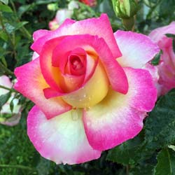 rosa sweet delight